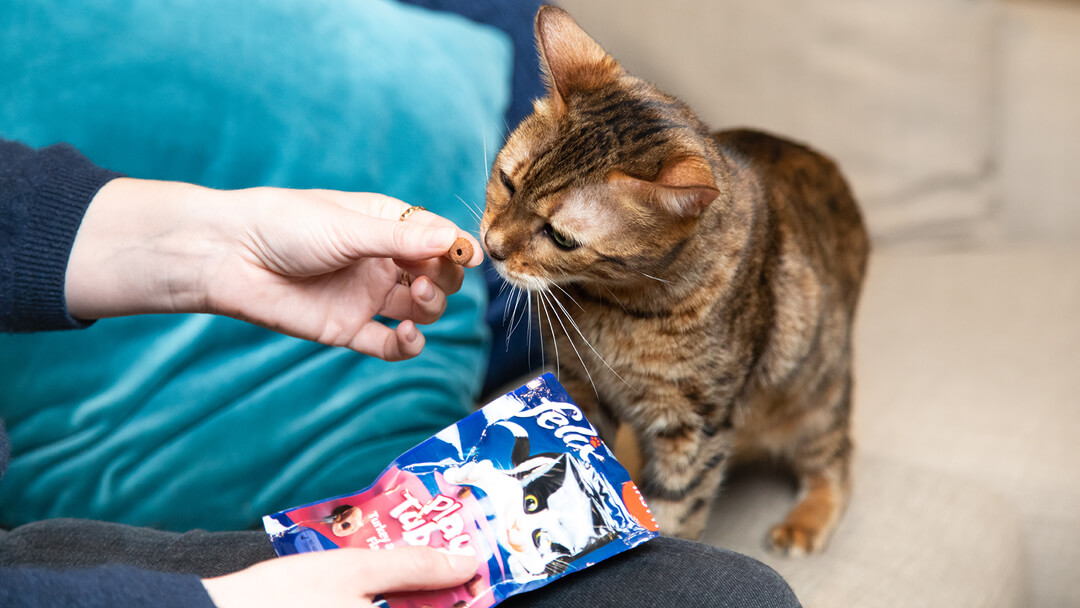 Can kittens shop eat treats